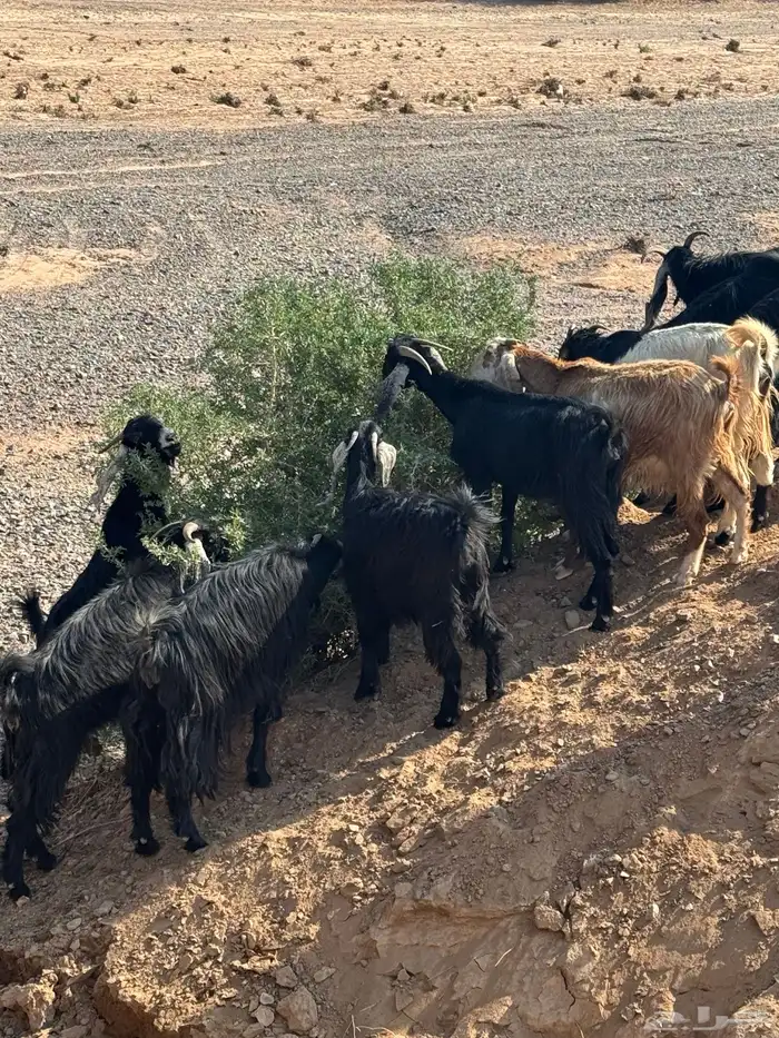 معزا مراح للبيع 4