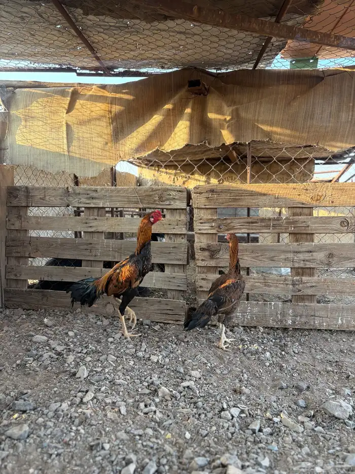 دجاج باكستاني 0