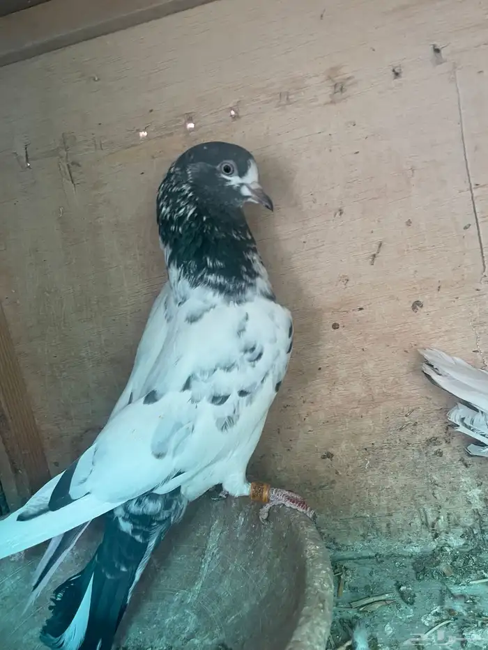 حمام بكستاني تيدي زوج 1