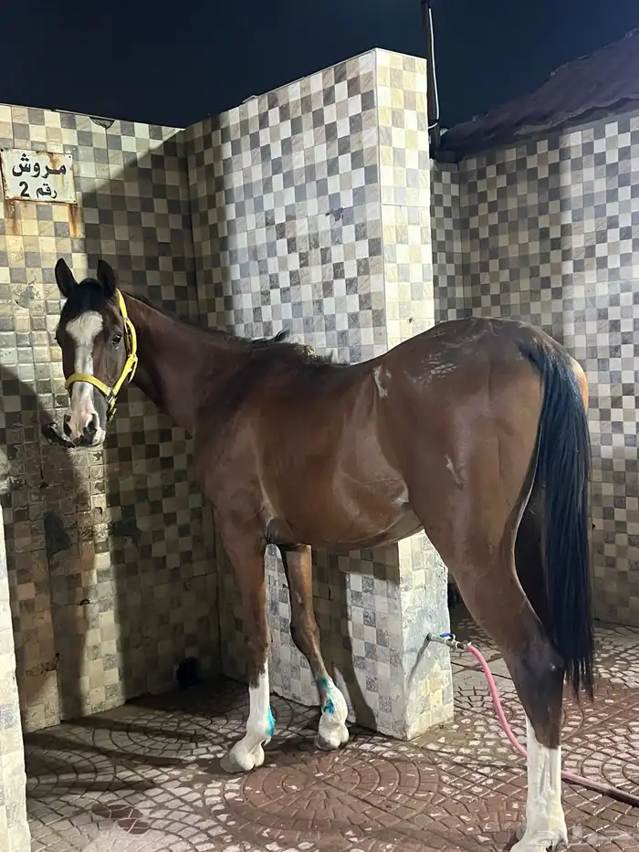 حصان للبيع 5