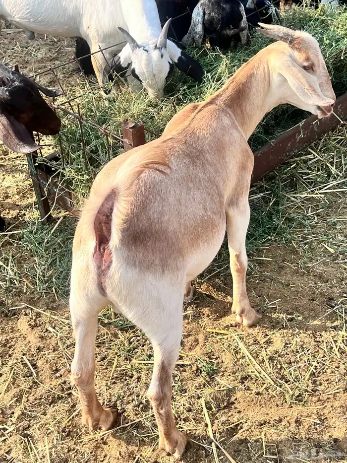 تيوس محايليه مخاصي 8