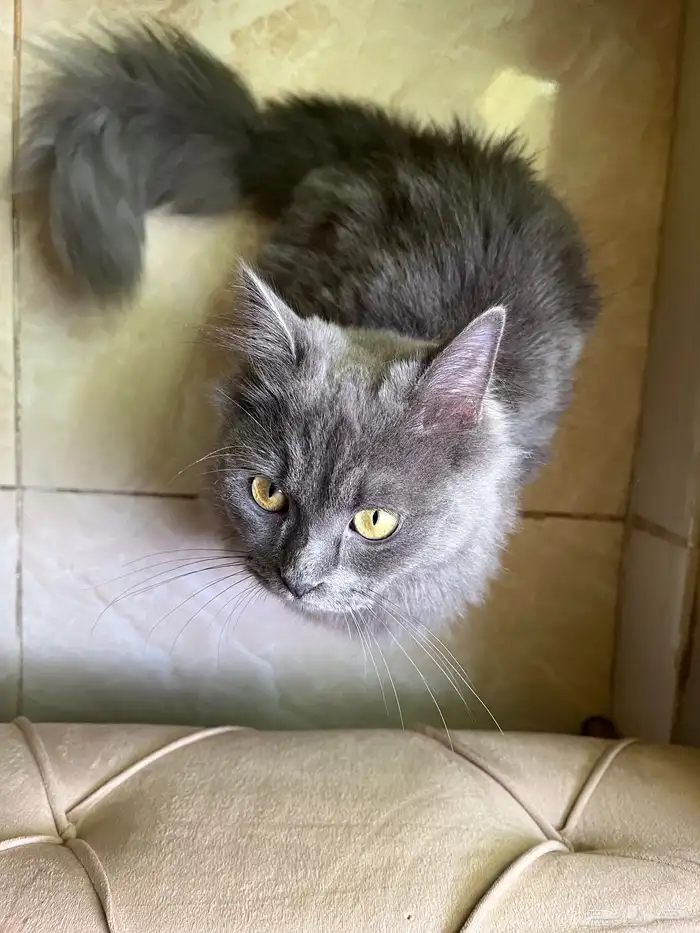 قط صغير رمادي للتبني 2