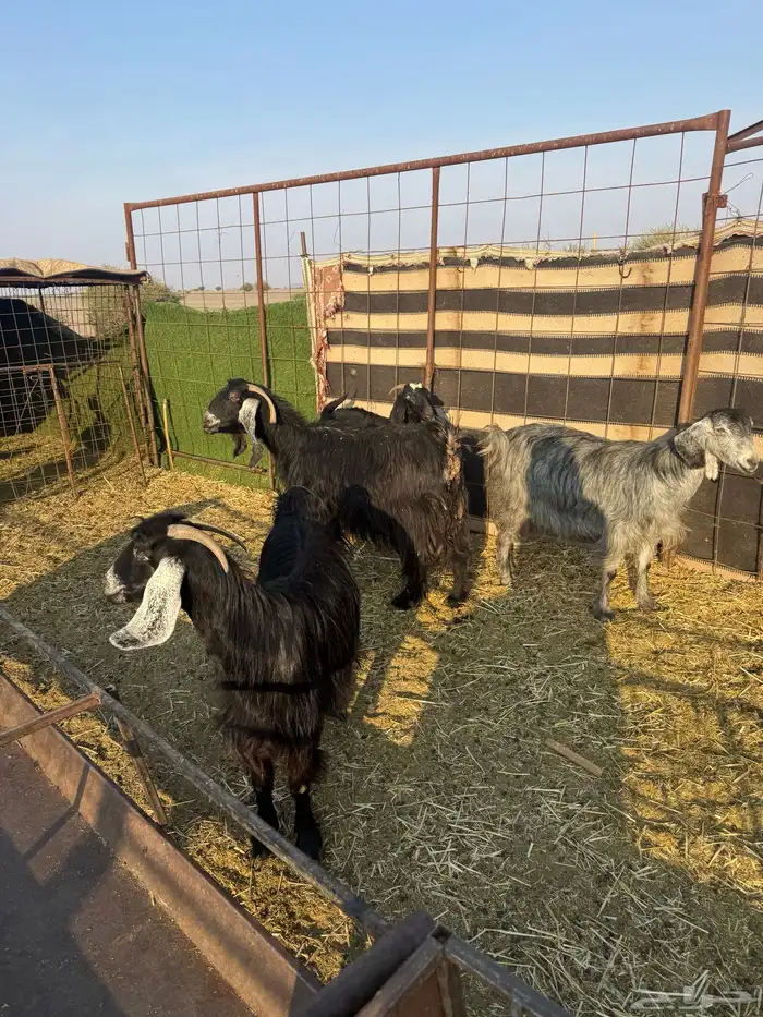 معزا ولد طيبه ونضيفه العدد 9. روس تحتها 18 1