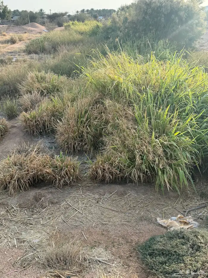 مشروع حمام فرنسي للتقبيل مزرعه 15