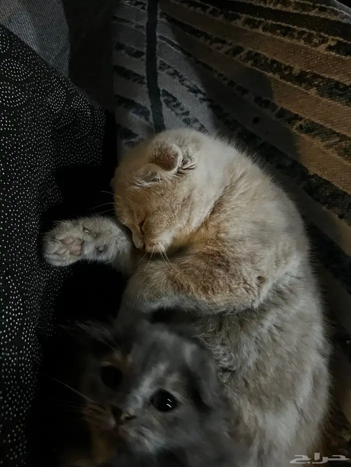 قطوة صحتها 100  فلوس الرسوم 250 3