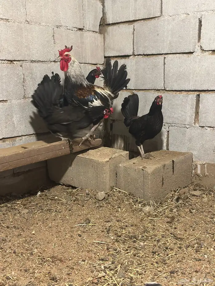 دجاج شوكي افرق تم البيع 2