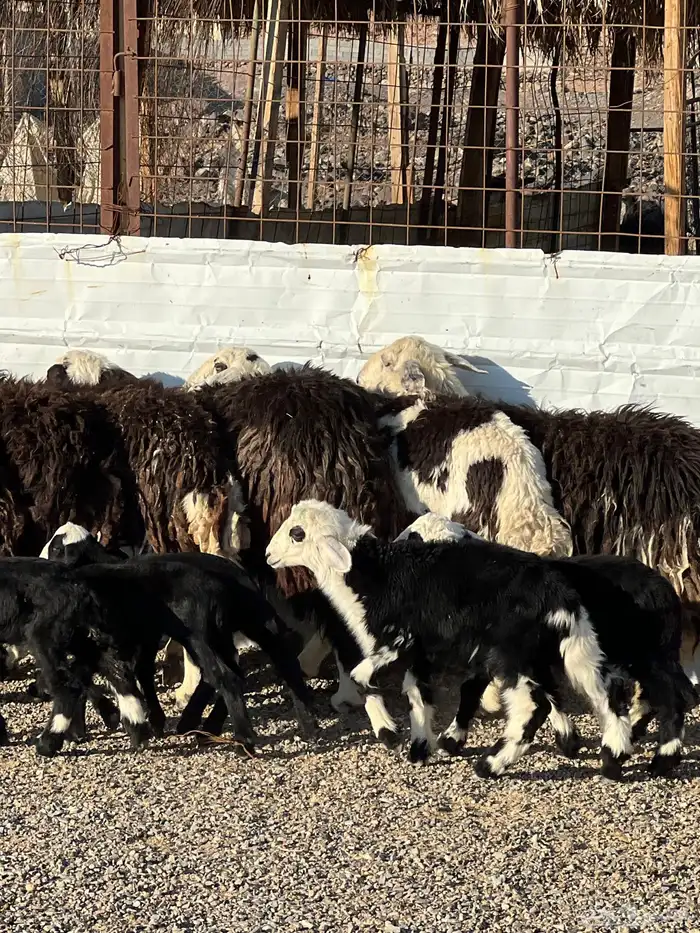 ضان نجد جروم ناهية 10معها 5 12