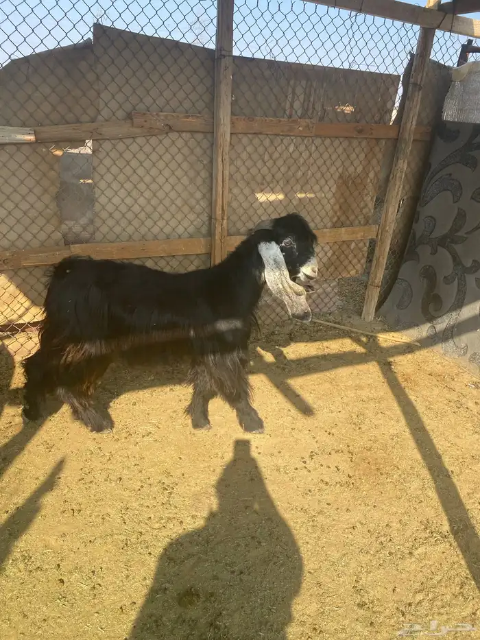 تيس ثني عارضي 0