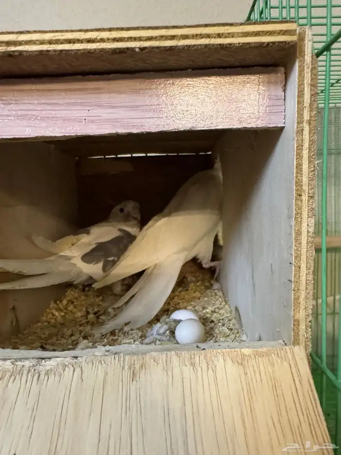 جوز كروان طفرات 2