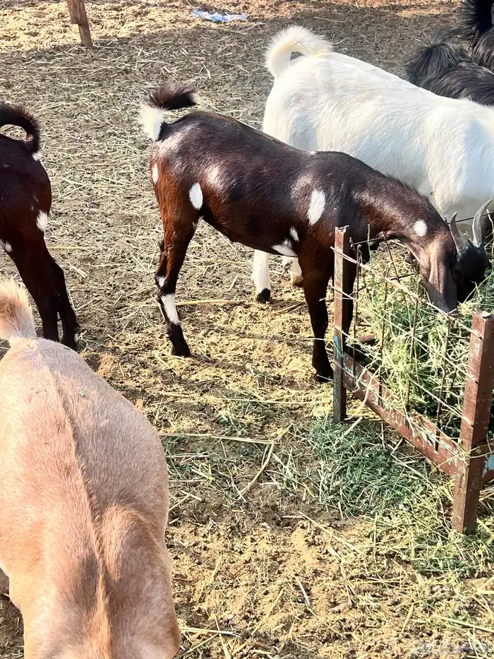 تيوس محايليه مخاصي 7