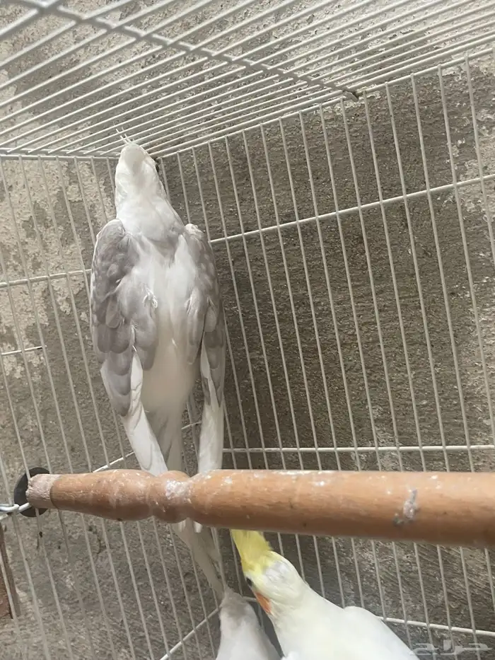 ذكور كروان 1