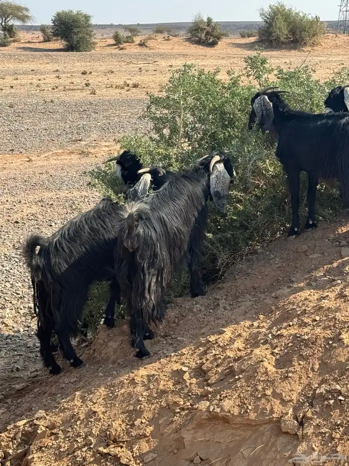 معزا مراح للبيع 0