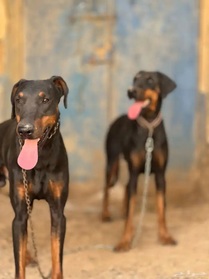 كلاب كلب دوبر مان . دوبرمان 2