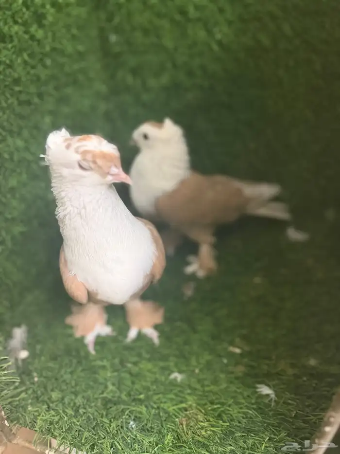 مجموعة ذكور زينه 20