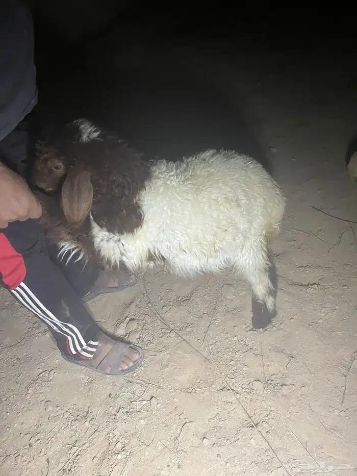 نعيمي للبيع 3