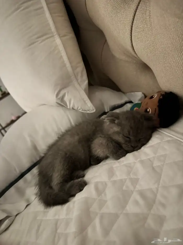 سكوتش فولد كتن شهرين ذكر 3