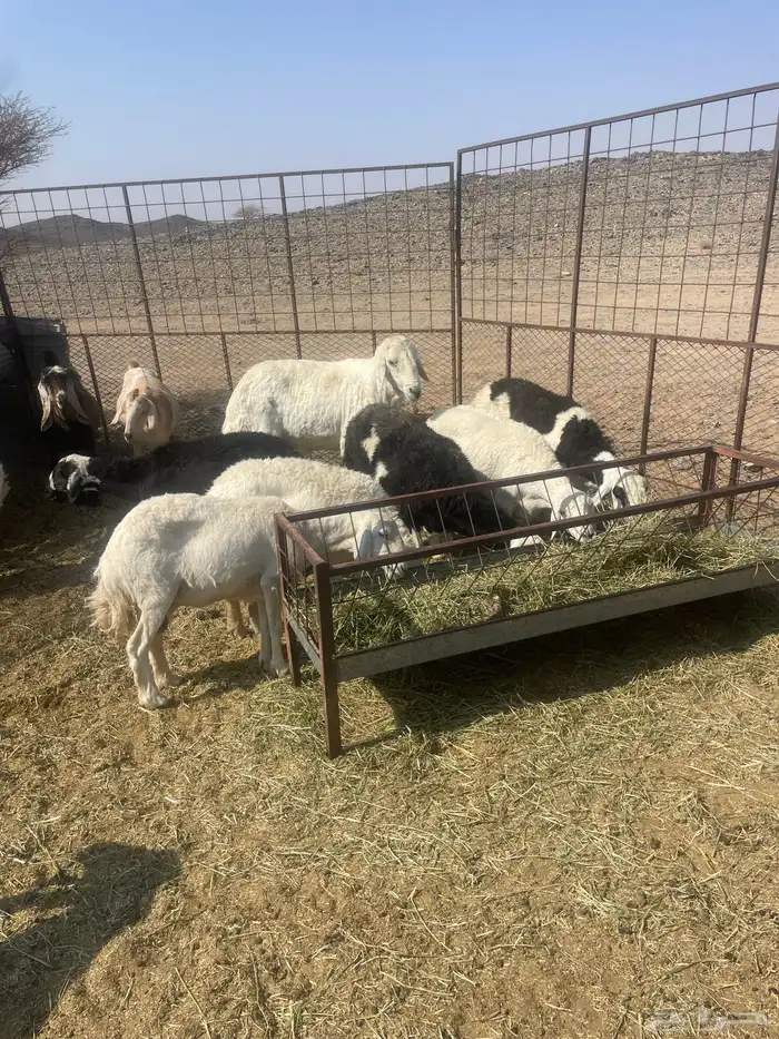 ضان مقنوي. 1