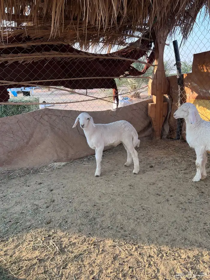 خروف ورخل حرية مغلقة شحم 1