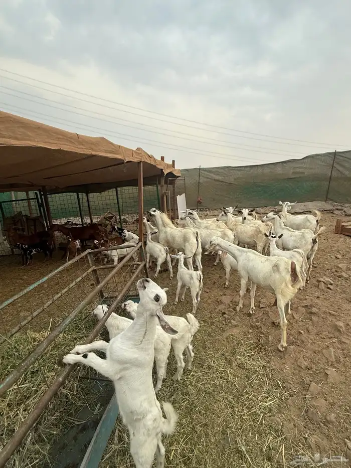 عرض وبيع مراح معزا بكامل 1