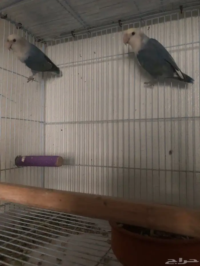 للبيع 5 اجواز روز شرط انتاج بيع جمله ما فيه تفريد 2