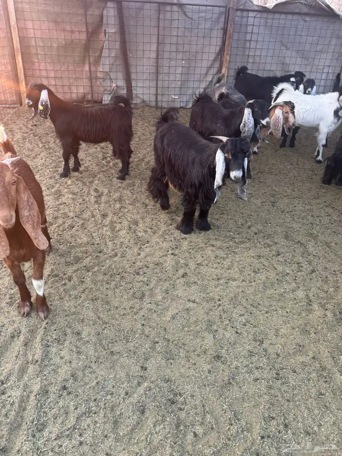 تيوس وجفار للبيع 0