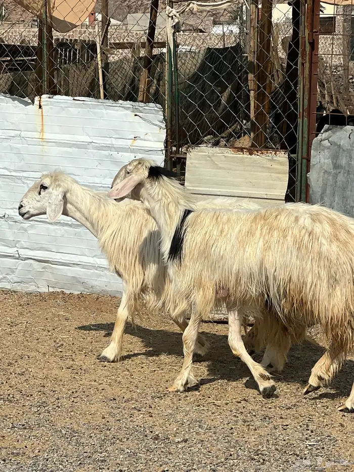 ضان عيسيات صنف الصنف جروم ناهيه 4