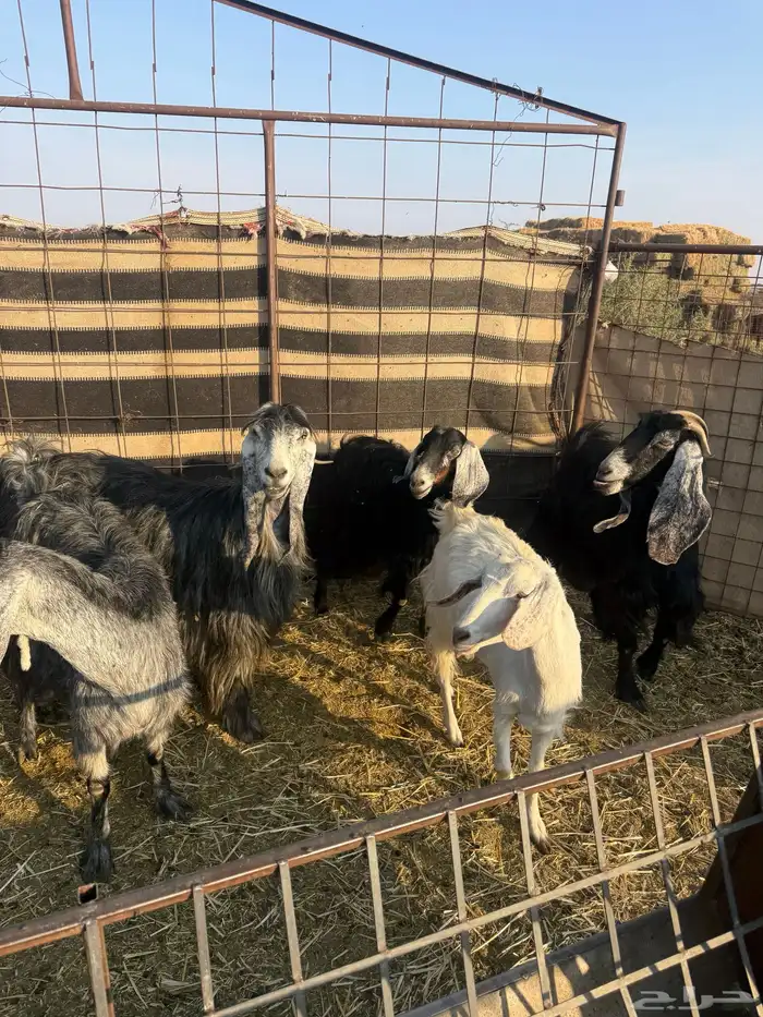 معزا ولد طيبه ونضيفه العدد 9. روس تحتها 18 0