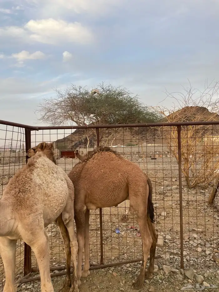 قعدان للبيع( تم البيع ) 3