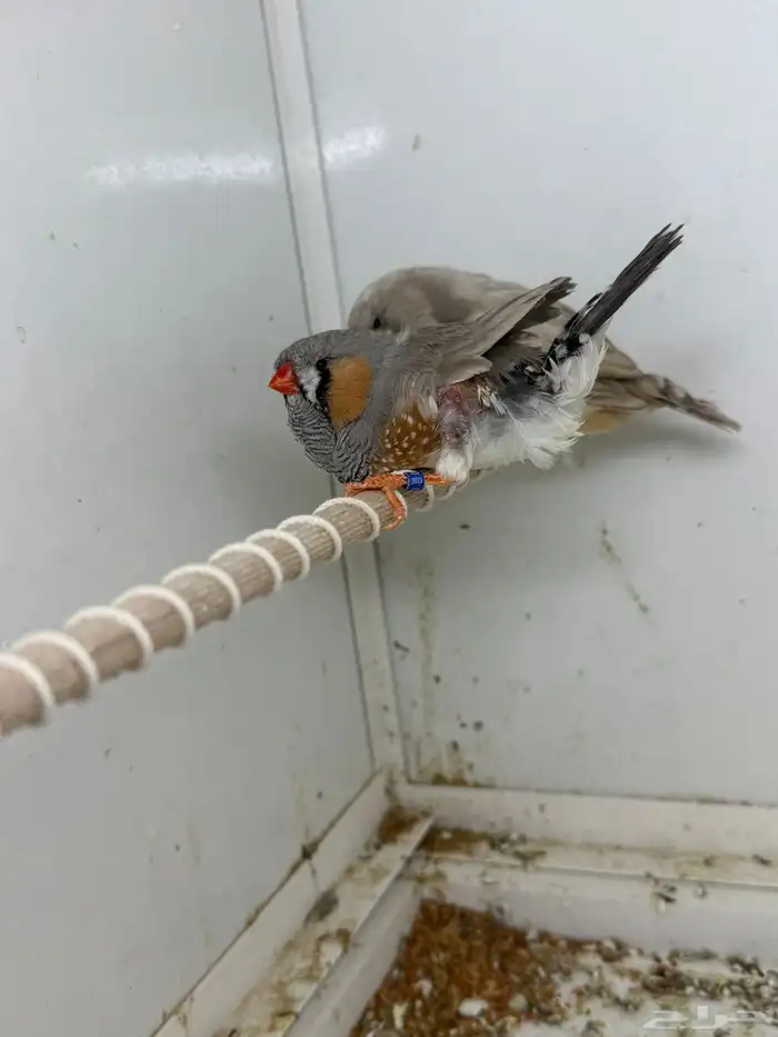 للبيع جوز زيبرا إنجليزي 3