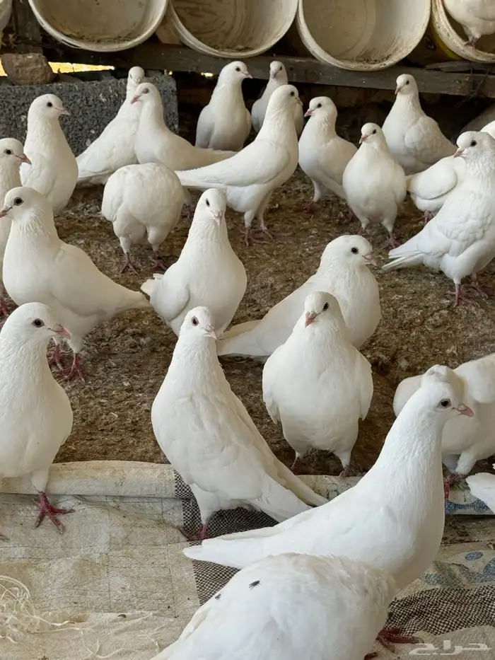 حمام فرنسي سوبر جامبو 3