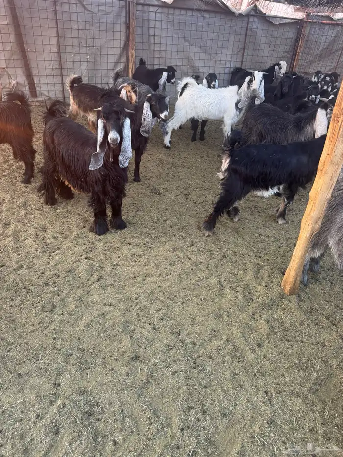 تيوس وجفار للبيع 1