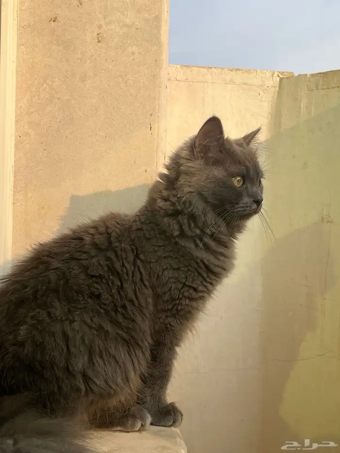 قط صغير رمادي للتبني 1