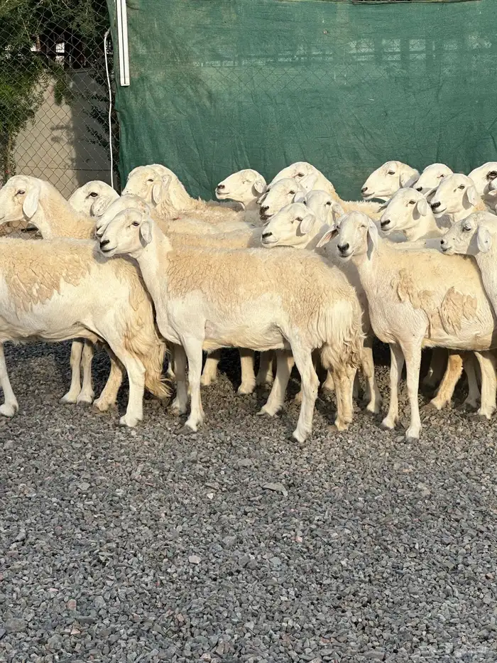 ضان حريات حرش صنف الصنف 57