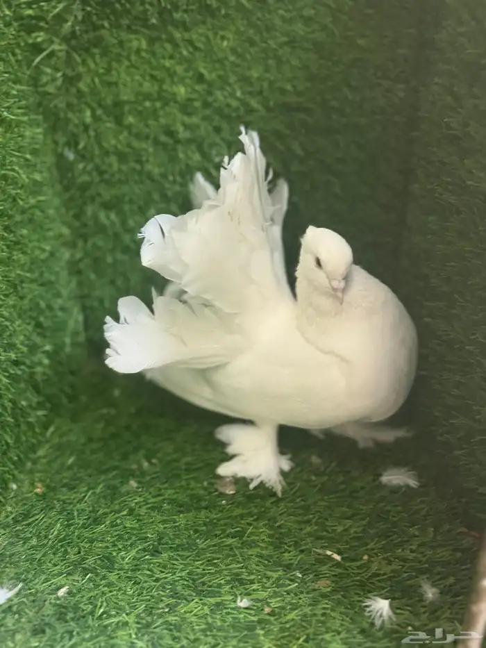 مجموعة ذكور زينه 9