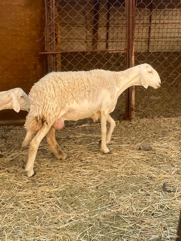 ضان صنف بنات بعض 5