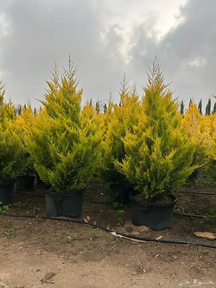 سرو عطري كبير شتلات 5