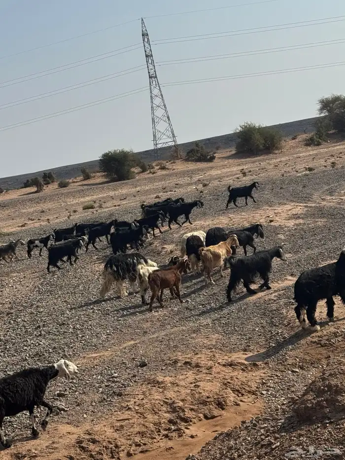 معزا مراح للبيع 9