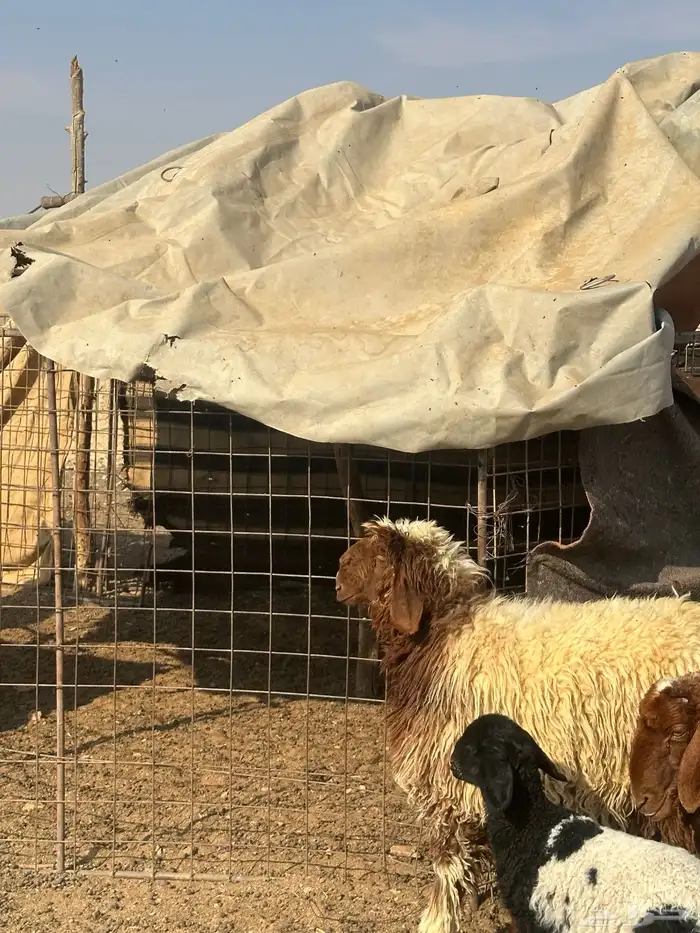 جذعات نعيم صنف 10 اشهر 6