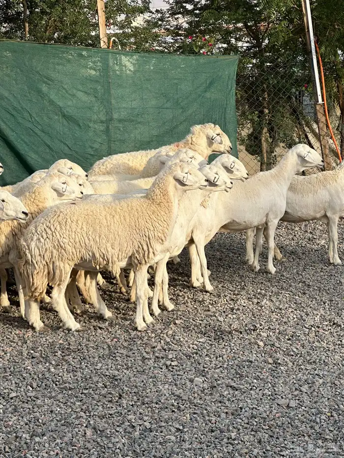 ضان حريات حرش صنف الصنف 39