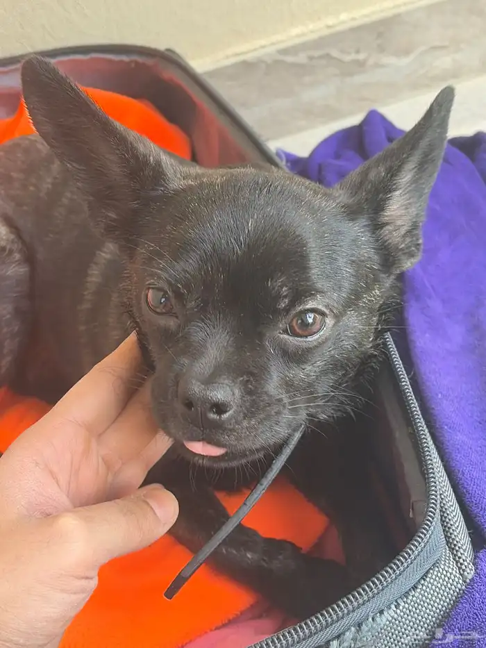 كاب فرنش بول دوق French bulldog 0