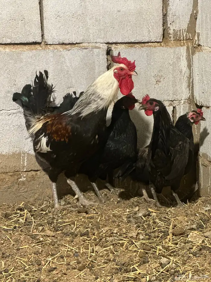 دجاج شوكي افرق تم البيع 0