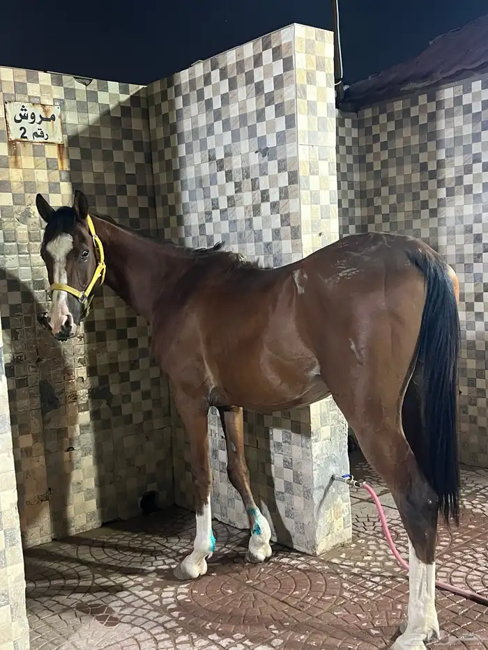 حصان للبيع 2