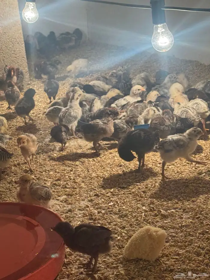 فروخ دجاج عمر 20 يوم 3