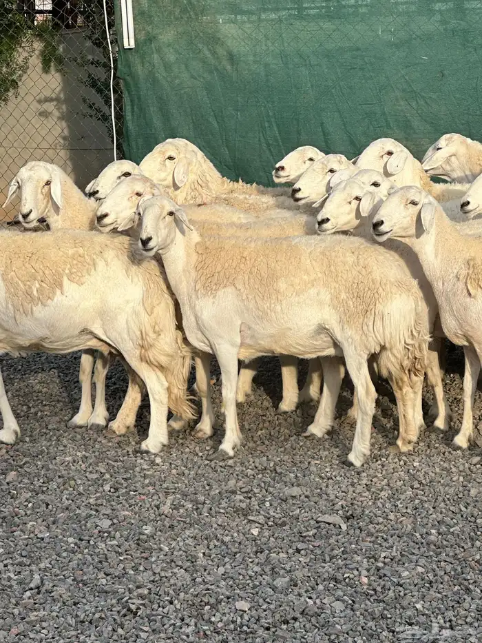 ضان حريات حرش صنف الصنف 48