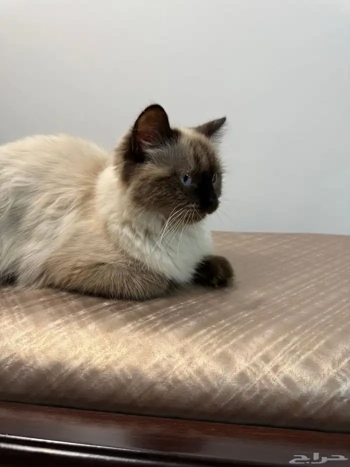 مطلوب قط ذكر للتزاوج 1