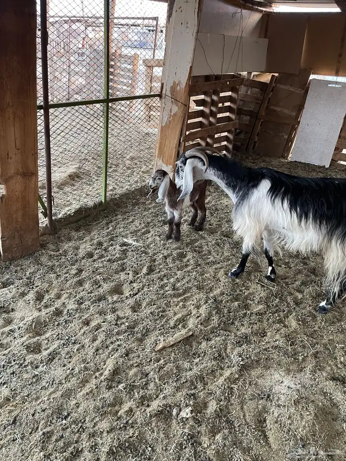 للبيع عنز معها جفره 2