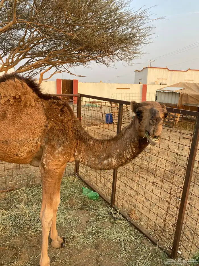 بكره للبيع سنه 2