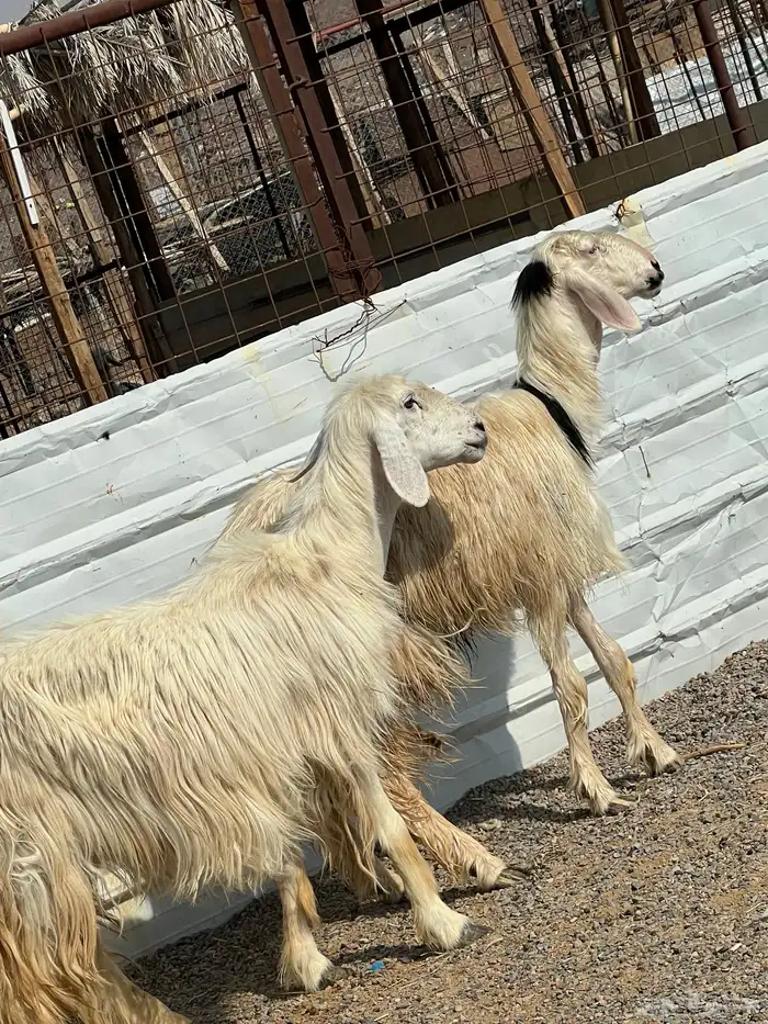 ضان عيسيات صنف الصنف جروم ناهيه 3