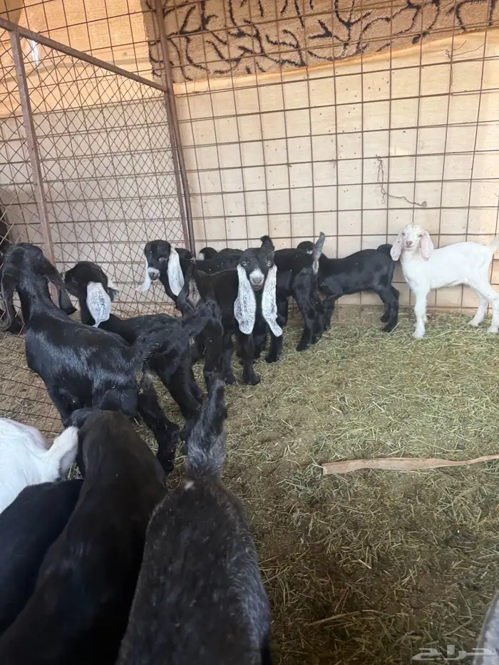 معزا ولد طيبه ونضيفه العدد 9. روس تحتها 18 6