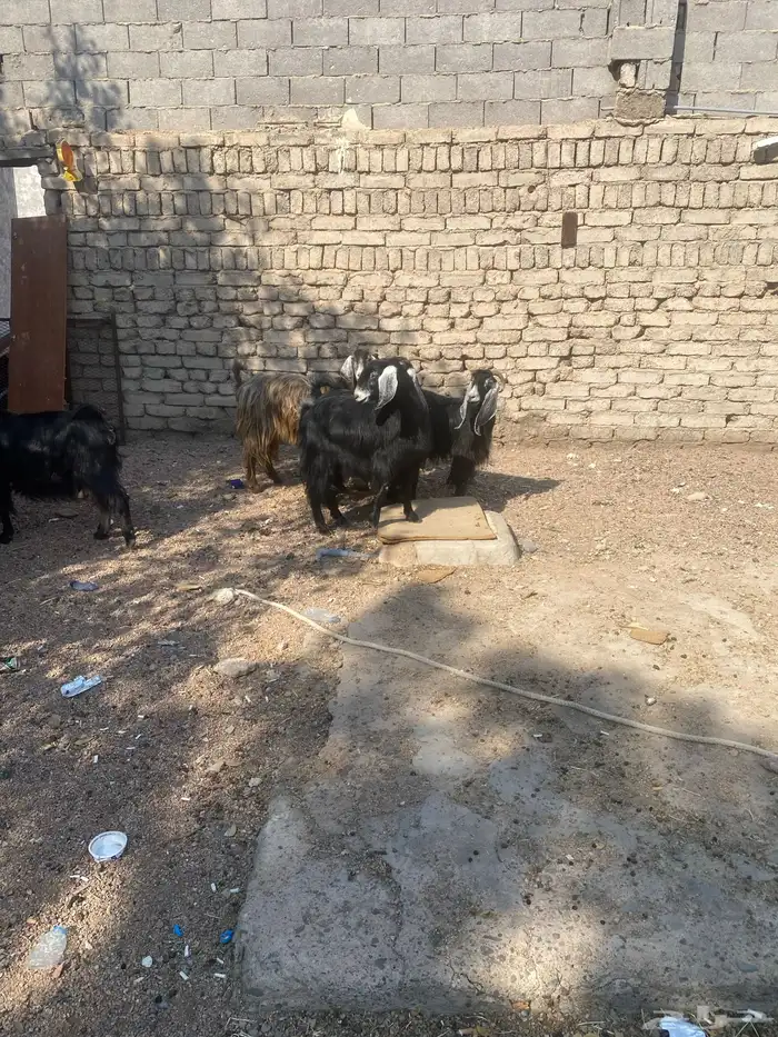 معزا ب فحلها 7